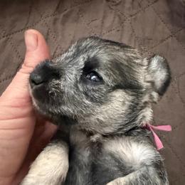 AKC - Winnie - Pink - Salt and pepper female Miniature Schnauzer puppy in Wheeler, Wisconsin from Sue’s Miniature Schnauzers