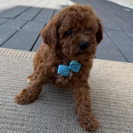 Keno - Red  male Poodle puppy in Mint Hill, North Carolina from DoodleForever