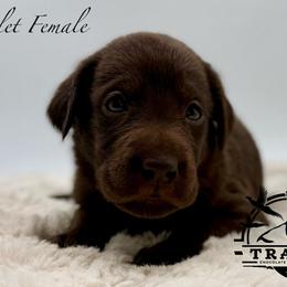 Violet - Chocolate female Labrador Retriever puppy in San Diego County, California from Travis’ Chocolate Labradors