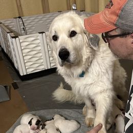 Penny - Great Pyrenees