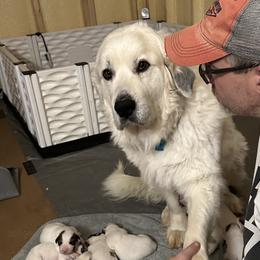 Penny - Great Pyrenees