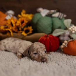 Dachshund Puppies from Johnson's Teeny Weenies