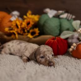 Dachshund Puppies from Johnson's Teeny Weenies