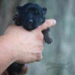 Blue Collar - Black and tan male German Shepherd puppy in Prospect, Connecticut from Di Massimo Canile