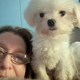 Jimin - White male Maltese puppy in Redmond, Oregon from Jazzie Shih Tzu