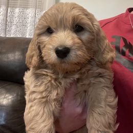 Goldendoodle Puppies from Doodle Paradise