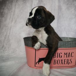 Boxer Puppies from Big Mac Boxers