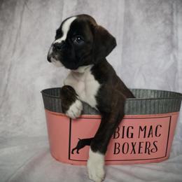 Boxer Puppies from Big Mac Boxers