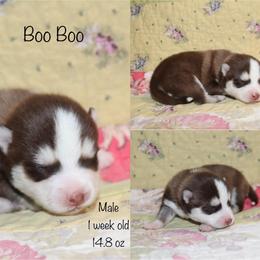 Boo Boo - Chocolate male Pomsky puppy in Denham Springs, Louisiana from Bayouland Pomskies