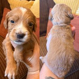 Orange collar - Red male English Cocker Spaniel puppy in Millen, Georgia from Pine Hill Kennels