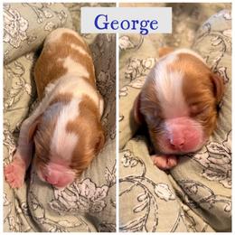 George - Blenheim male Cavalier King Charles Spaniel puppy in Atwater, California from Countryside Royalty Cavaliers