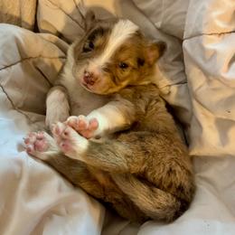 Biscuit - Red merle male Australian Shepherd puppy in Arizona from BRR Aussies
