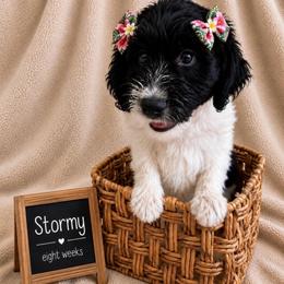 Stormy - Black and white female Aussiedoodle puppy in Eastland, Texas from H5 Mini Doodles