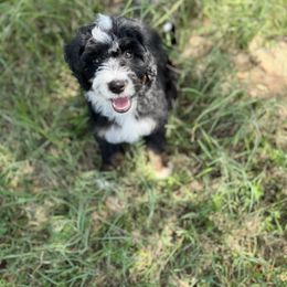 Dwight - Tri-color male Bernedoodle puppy in Bastrop, Texas from Sweet Pea Bernedoodles