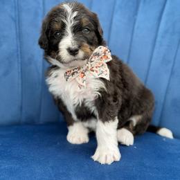 Liesl FURNISHED - Tri-color female Bernedoodle puppy in Bellville, Ohio from Bernedoodle Buddies