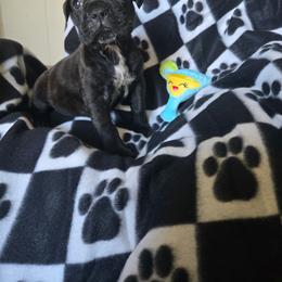 Martini - Black brindle female Cane Corso puppy in Tabor City, North Carolina from Dream Team Kennels