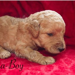 Labradoodle Puppies from Echoing Meadows