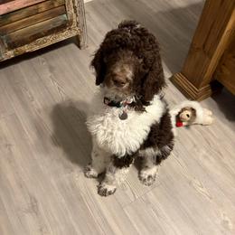 Jedi - Parti female Poodle puppy in San Antonio, Texas from Chocolate Pet Connection