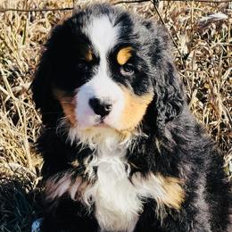 Penny - Black rust and white female Bernese Mountain Dog puppy in Atkinson, Nebraska from Iron Heart Berners