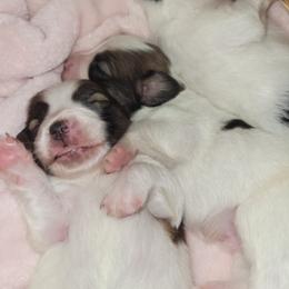 Girl 2 - Red white and sable female Papillon puppy in Florida from Tammy's Papillon Playpen