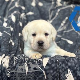 Blue collar male - Yellow male Labrador Retriever puppy in Beaverdam, Virginia from Riverside Sunset Labrador Retrievers