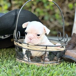French Bulldog and Labrador Retriever Puppies from Desiree Ortiz's French Bull Dogs and Labrador Retrievers