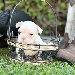 French Bulldog and Labrador Retriever Puppies from Desiree Ortiz's French Bull Dogs and Labrador Retrievers