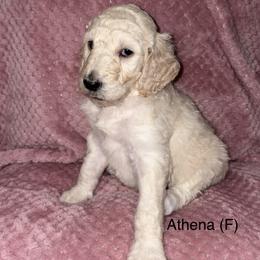 Athena - Cream female Poodle puppy in Petal, Mississippi from Petal Poodles