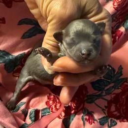 Barkley - Blue and tan male Chihuahua puppy in Summerfield, Florida from Uey’s Chihuahuas