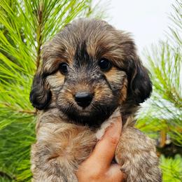 Junebug - Sable female Aussiedoodle puppy in Indiahoma, Oklahoma from Phamily Doodles