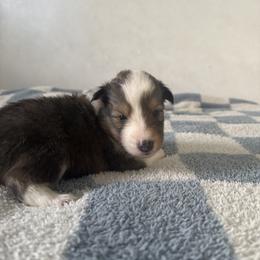 Rocky - Sable and white male Shetland Sheepdog puppy in Union, New Jersey from McDermon Shelties