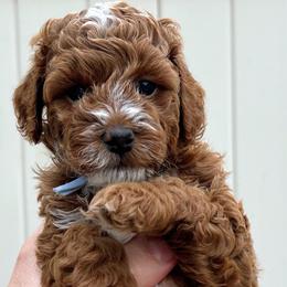 Koi - Red  male Goldendoodle puppy in American Fork, Utah from Kym’s Micro Mini Goldendoodles