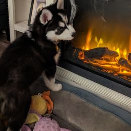 Siberian Husky Puppies from 3 Rivers Siberians(Richard's)