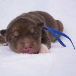 Steven (Blue Collar) - Red and white male Siberian Husky puppy in Warwick, Rhode Island from Young Orchard Siberians