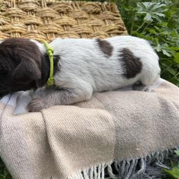Wirehaired Pointing Griffon Puppies from Idleista Grand Chasseur