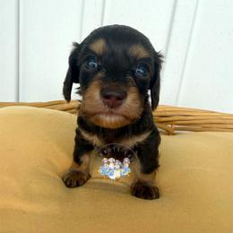 Luna - Chocolate and tan female Dachshund puppy in Cave City, Kentucky from Mammoth Cave Dachshunds