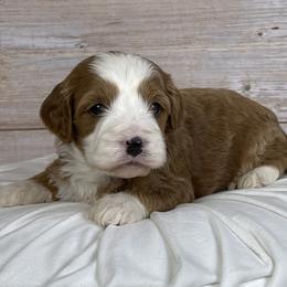 Cavapoo puppies from Ohio Puppy Paws