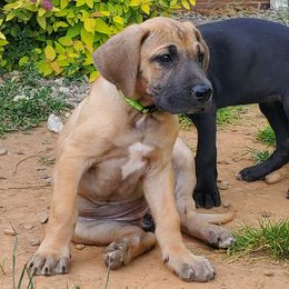 Girl 6 - Fawn Great Dane puppy in Hydes, Maryland from Chapman House of Danes