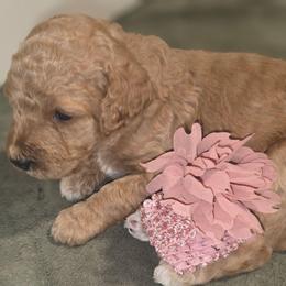 Little Red - Apricot female Aussiedoodle puppy in Cumberland, Rhode Island from W Doodle Crew