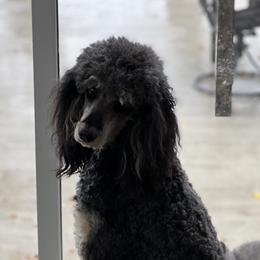 Luna - Poodle