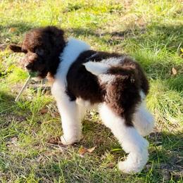 Hershey - Brown and white male Bernedoodle puppy in Falmouth, Michigan from Dyer Lake Newfoundlands