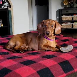 Ruby - Dachshund