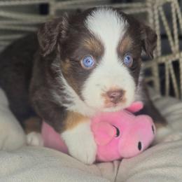 Daisy - Red tri female Miniature Australian Shepherd puppy in Lincoln, California from Elegant Aussies