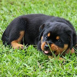 Rottweilers from Michelle Nicholson