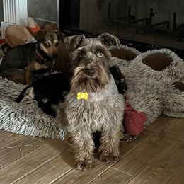 JJ - Miniature Schnauzer