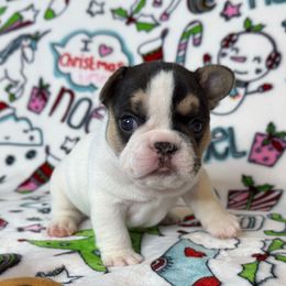 Stevie Wonder - Tricolors female French Bulldog puppy in Sterling Heights, Michigan from Freshwater Frenchies