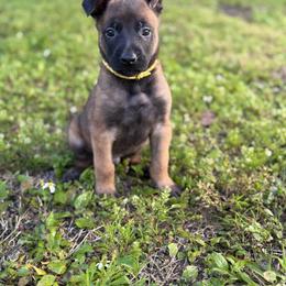 Chorus - Mahogany male Belgian Malinois puppy in Deerfield Beach, Florida from vd Hunde der neuen Äre
