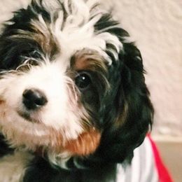 Cavapoos, Goldendoodles, and Poodles from Canyon Creek Puppies