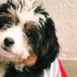 Cavapoos, Goldendoodles, and Poodles from Canyon Creek Puppies