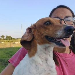 Ruby - Dachshund